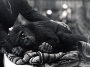 Five year old Gorilla lying down, being comforted by a keeper by Frederick William Bond